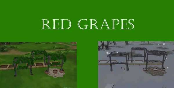Red Grapes Harvestable